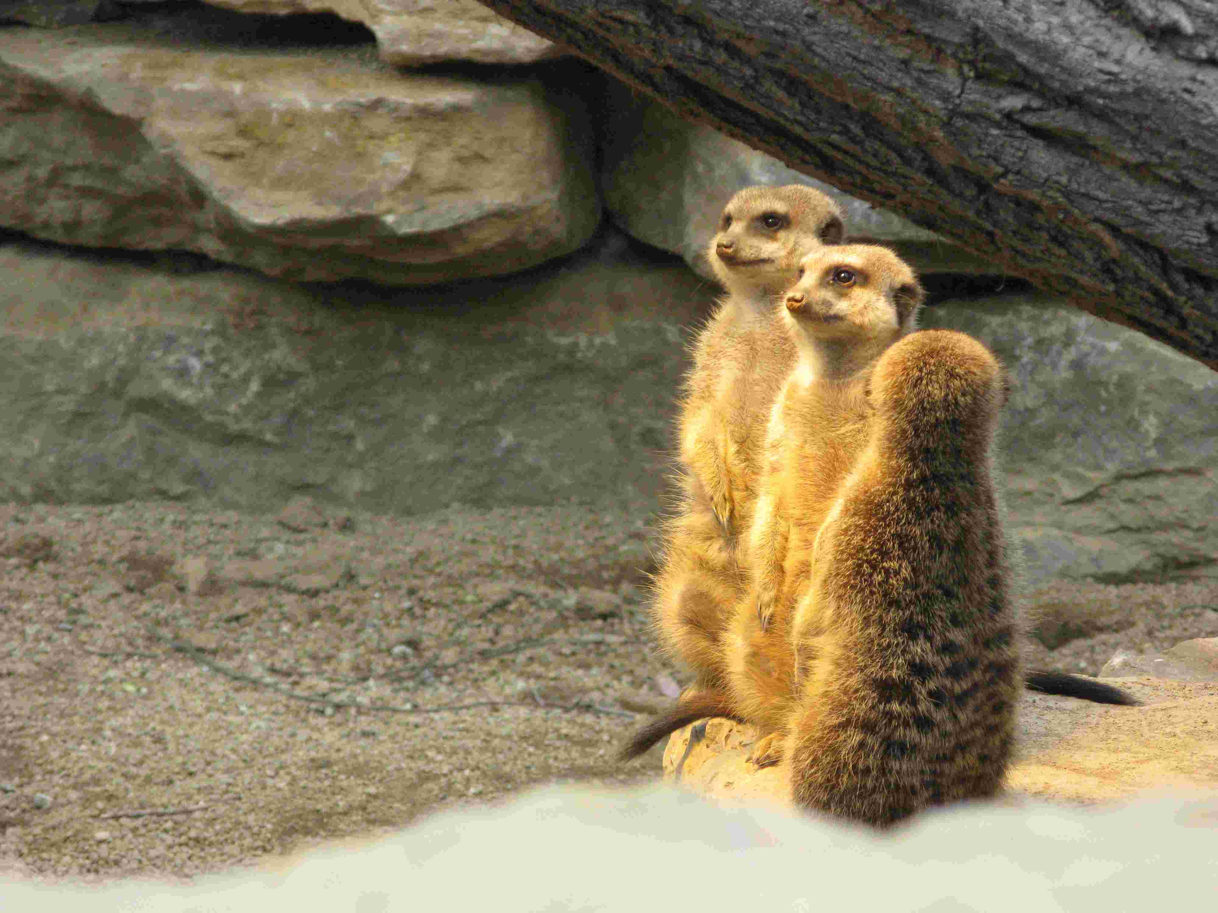Meerkats at the Frankfurt Zoo
