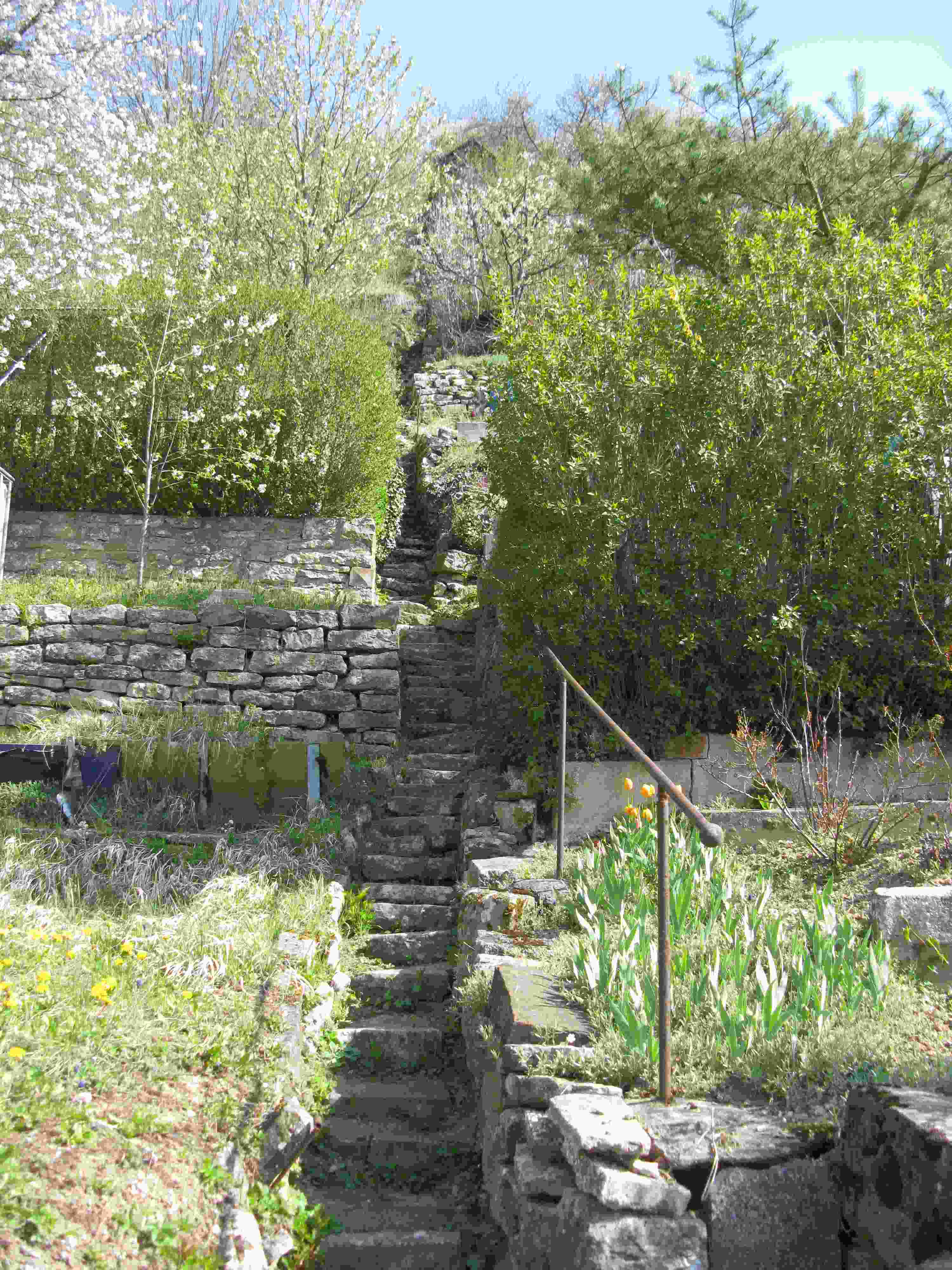 stone steps are cut into the side of the hillside separating adjacent tiny groups of grape vines.