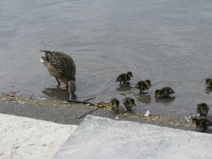 Nine tiny brown ducklings are clustered right near the edge of the pool while the mother watches attentively