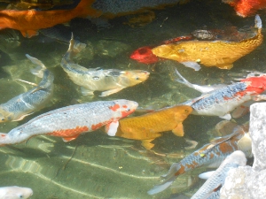 The large carp are colored white and red and orange and swirl around hoping to be fed