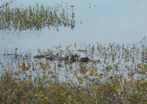 A smooth layer of water is broken by swamp grasses and the long black back of an alligator