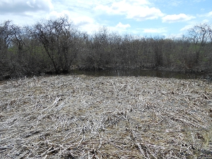 Only a little patch of clear water is visible behind the mass of straw-colored reeds that provide a habitat for water creatures