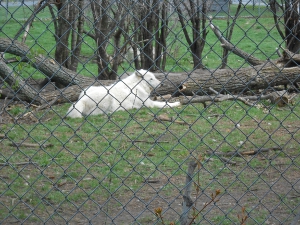 Behind the fence, lying with head erect next to a fallen tree is a large white wolf