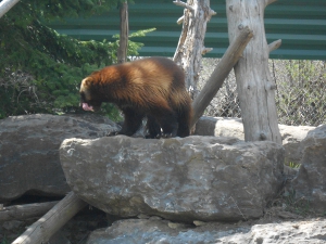 Standing on top of a rock, licking his lips after a drink of water, is the brown furred wolverine
