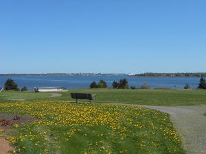 A green park, with yellow dandelions everywhere, overlooks Charlottetown Harbor