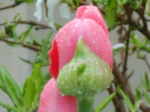 a beautiful pink tulip and a tulip bud in closeup