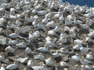 The white and yellow gannets are crowded atop the hillside; a few fuzzy chicks are visible in the nests