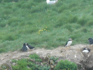 Puffins are guarding the entrances to their long underground burrows where the chicks are raised.