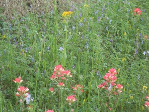 Amid green stems are Texas bluebonnets, also pink and yellow wildflowers