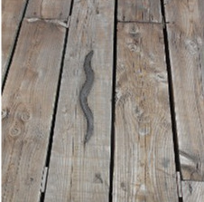 Eel image on the boardwalk
