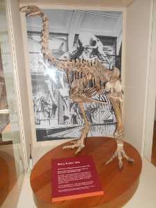 Skeleton of an extinct bird