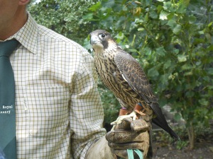 Peregrine falcon, Anderton