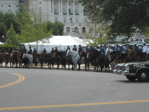 Police horses at the memorial