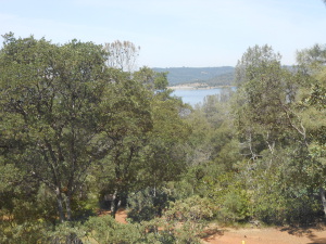 A break in the leafy green trees provides a view of the distant large reservoir