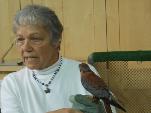 The gray-haired lady holds the small kestrel on her arm while she explains its behavior.