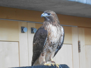 The hawk stands facing to the right with his head swiveled around facing to the left.  The wings are dark, the breast light, the beak a gray, the eyes sharp.