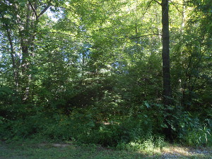 The picture shows some nice summer green woods adjacent to a grassy spot