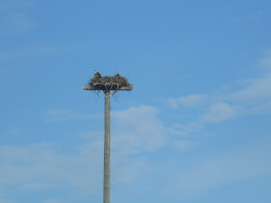 The picture shows the pole against a blue sky with the nest on top and two birds clearly visible in the nest.
