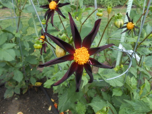 The flower is spectacular, with nine slender symmetric nearly black petals surrounding a bright yellow center.