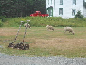With a red 1940s pickup truck in front of the white frame house, and two lonely hand-pushed lawnmowers standing sentry near the road, three contented sheep mow the lawn.