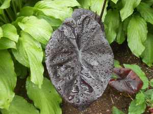A closeup picture with a large violet-black leaf in the foreground, with folds of texture interspersed with drops and puddles of rain on the leaf