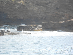Two grey seals lying on the rock at the left of the picture
