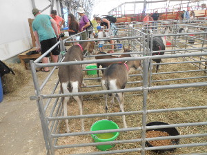 A livestock barn featuring Nubian goats