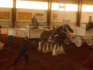 Two large white wagons with beautiful draft horses