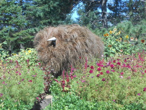 Surrounded by a trall grassy planting of prairie wildflower, the woolly bison is created with a beautiful tope-colored grass that simulates the bison's coat