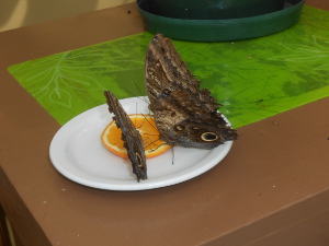 The butterflies are about twice as big as the slice of orange sitting on a white plate set on a lime green cloth