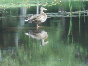 The duck stands still in a glassy pond and is ignorant of the duck reflection captured by the camera