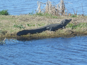 The black hide of the alligator is studded with armor projections as the alligator sits quietly in the sun