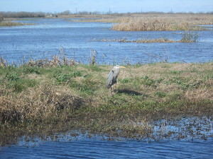 Standing on its stilt-like legs, the heron poses on the bank overlooking the waters of the marsh.