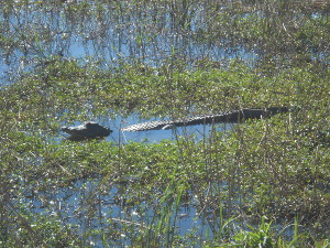 Head raised above the water level, the alligator lies motionless in the marsh water among the plants