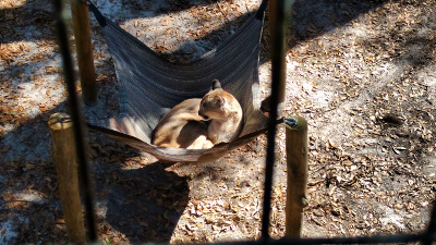 Supported by four stout posts, a solid hammock forms a comfortable nest for the slumbering sand-colored cougar