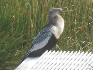 With a light fluffy neck and a straight yellow beak and wings that appear to be striped black and white, the anhinga sits on a plastic grating