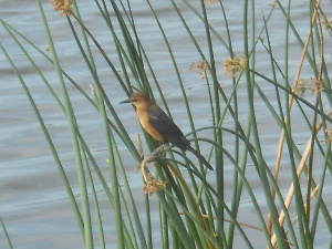 Unlike the nearly all-black male grackle, the female has a light colored breast; in this picture she is sitting with her feet clasped around a green reed.