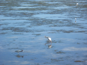The flats at low tide, with two little blue herons and one white (egret?)