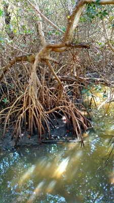 The picture focuses on the downward arcing mangrove roots.