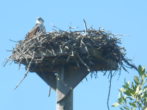 The nest rests upon a platform atop a high pole, and the osprey sits to one side.