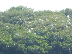 The green mangrove island is dotted with birds nesting.