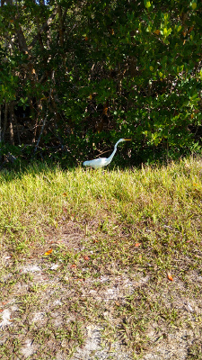 The bird steps gracefully across the bank.