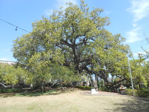 The oak has limbs which dip to the ground to the left and right