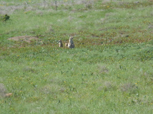 One adult and two young prairie dogs stand erect against the spring green grass of the prairie