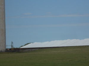 Beneath a cloudless blue sky a shining white tarpaulin covers a pile of wheat hundreds of yards long.