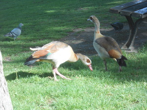 On a green lawn next to a bench, two variegated geese graze for food