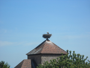 The nesting platform is situated on the top of a pointed roof, and the stork has added vegetation to make a nest.  The stork is in the nest looking down, no little ones are visible