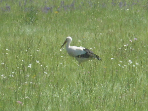 A large distinctive bird with a white head and black wing tips and a long straight bill, the stork is walking through a grassy field searching for food.