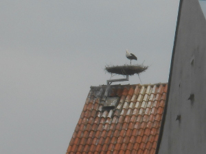 A nest platform has been built on a roof peak and the stork is standing in the nest.