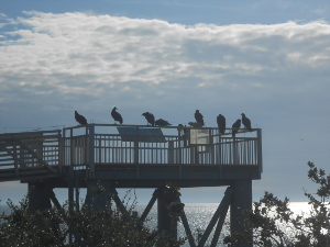 Nine turkey vultures are sitting on the rails surrounding the bird watching platform intended for tourists